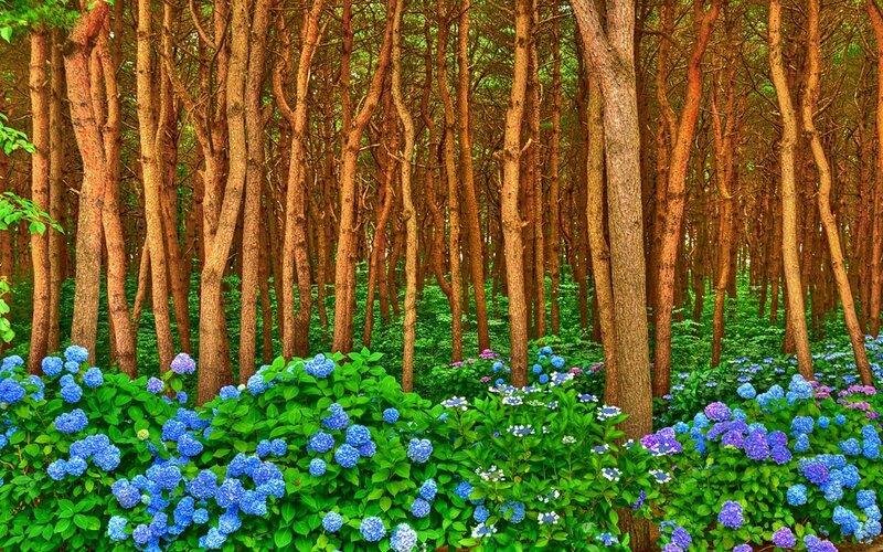 Blue Hydrangeas in Forest — Serene
