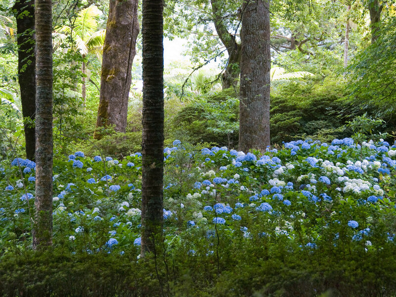 Blue hydrangeas in forest