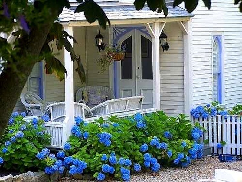 Blue Hydrangeas on Porch