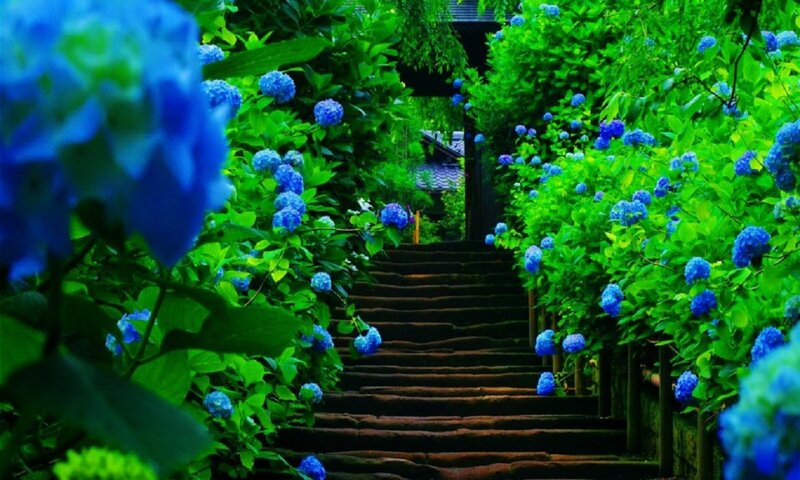 Blue Hydrangeas on Stairs