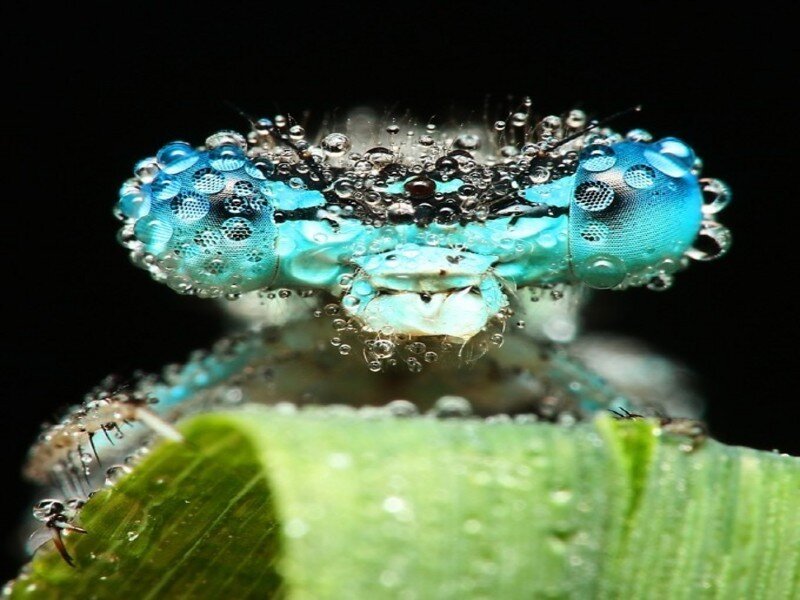 blue insect with water droplets