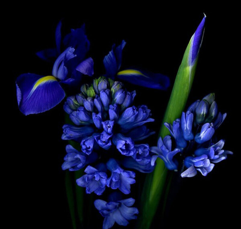 Blue Iris and Hyacinth