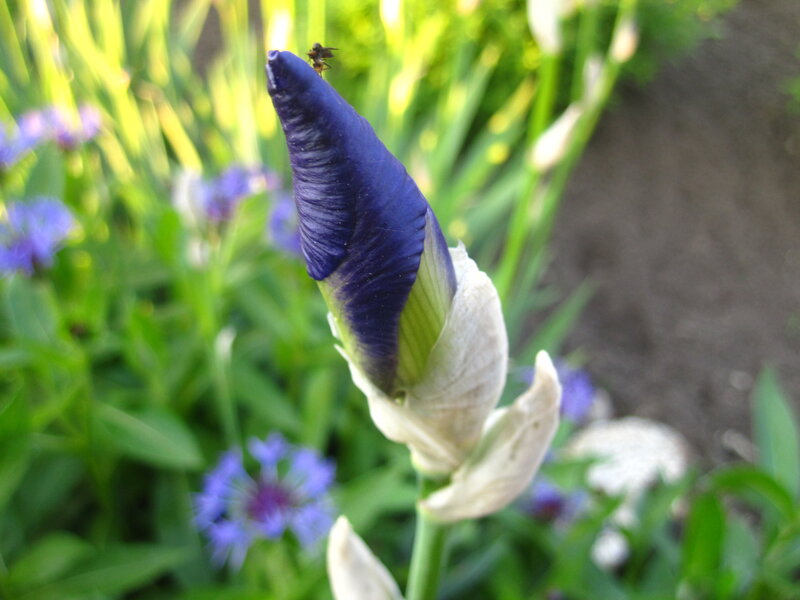 Blue Iris Bud