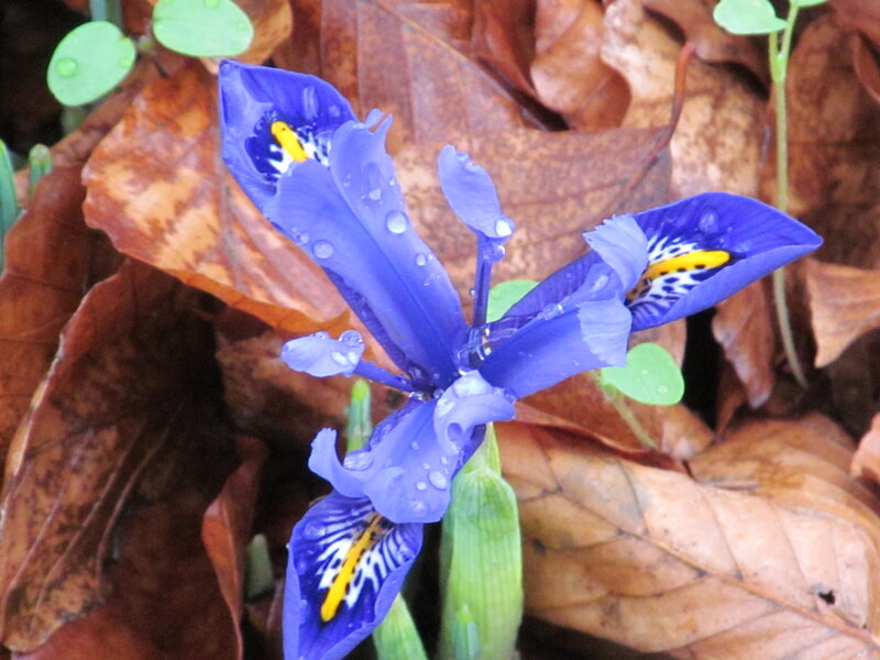Blue Iris Flower — Calm, Autumn