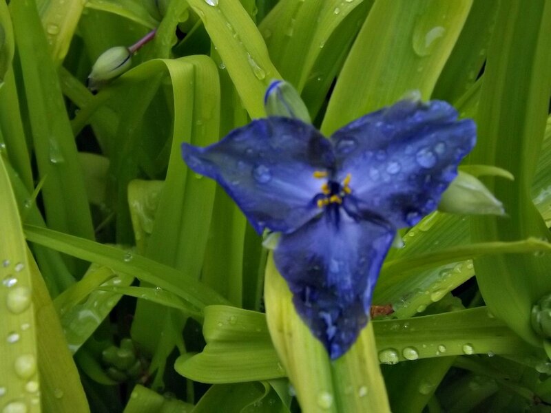 Blue Iris Flower — Calm, Morning