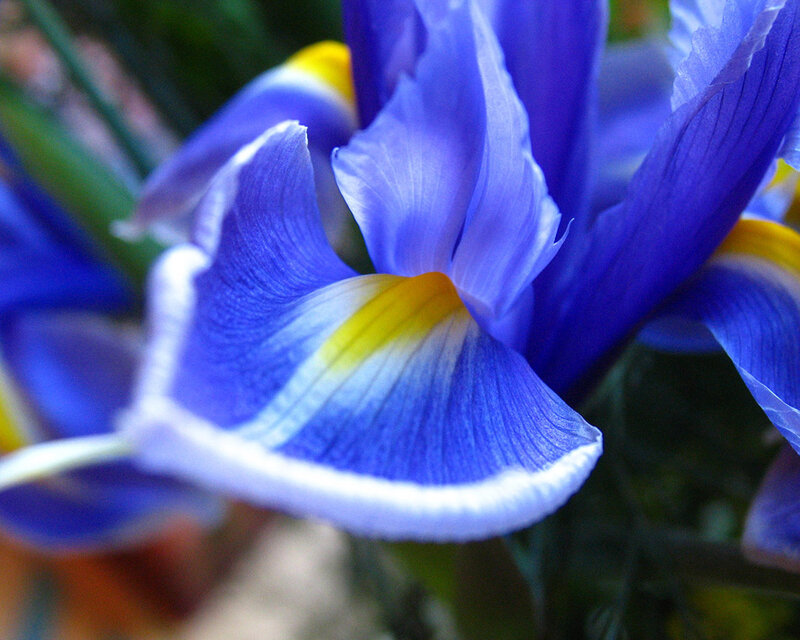 Blue Iris Flower — Calm, Photograph, Petals