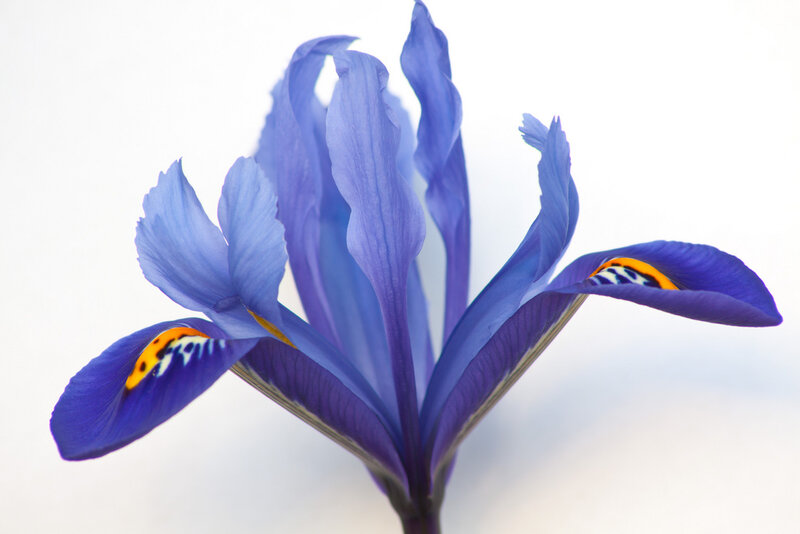 Blue Iris Flower — Calm, Photograph