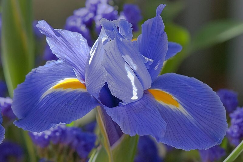 Blue Iris Flower — Calm