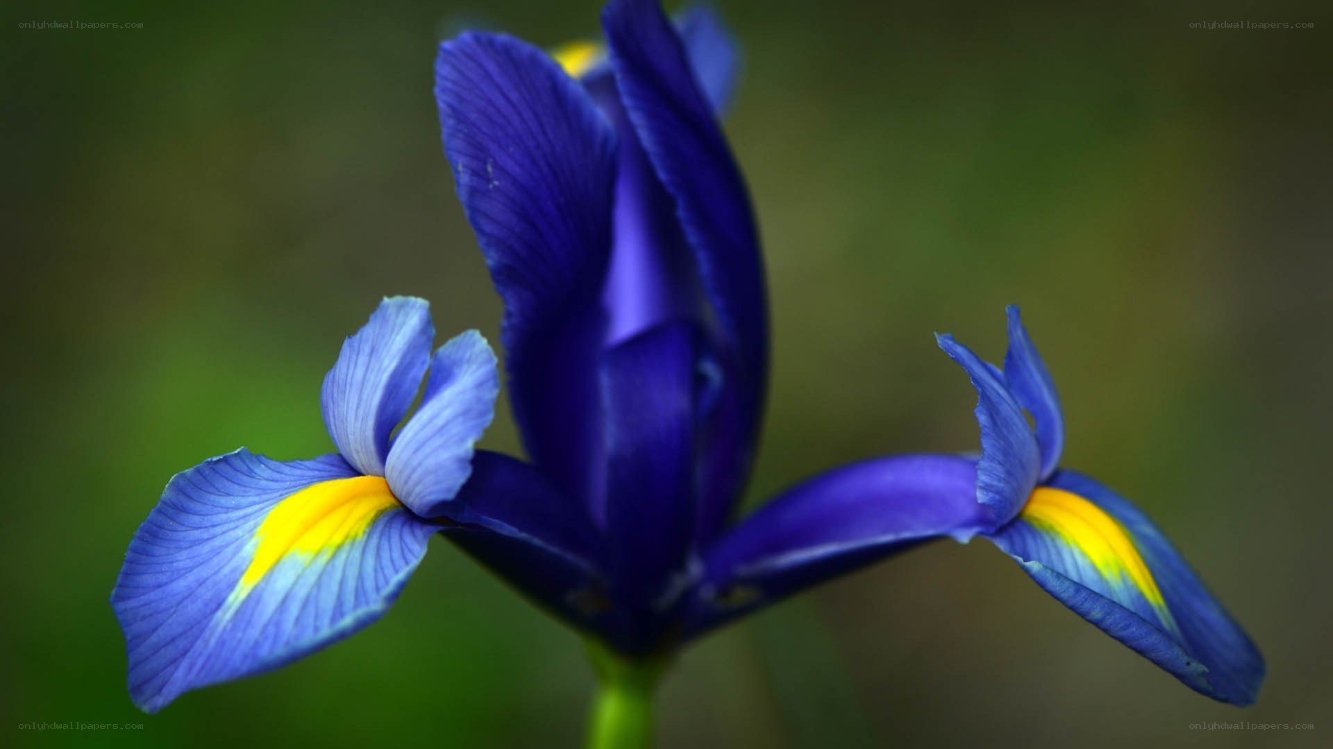 blue iris flower close-up