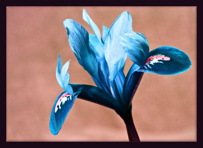 Blue iris flower close-up