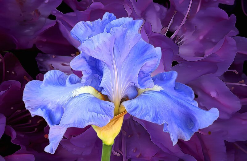 Blue Iris Flower — Dramatic, Digital Art