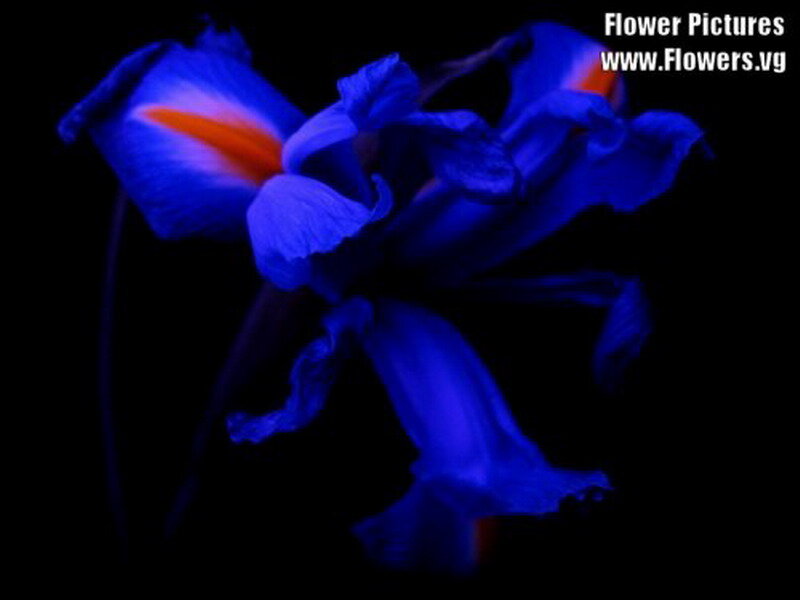 Blue Iris Flower — Dramatic, Night