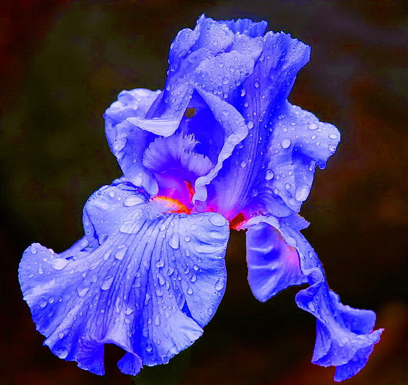 Blue Iris Flower — Dramatic