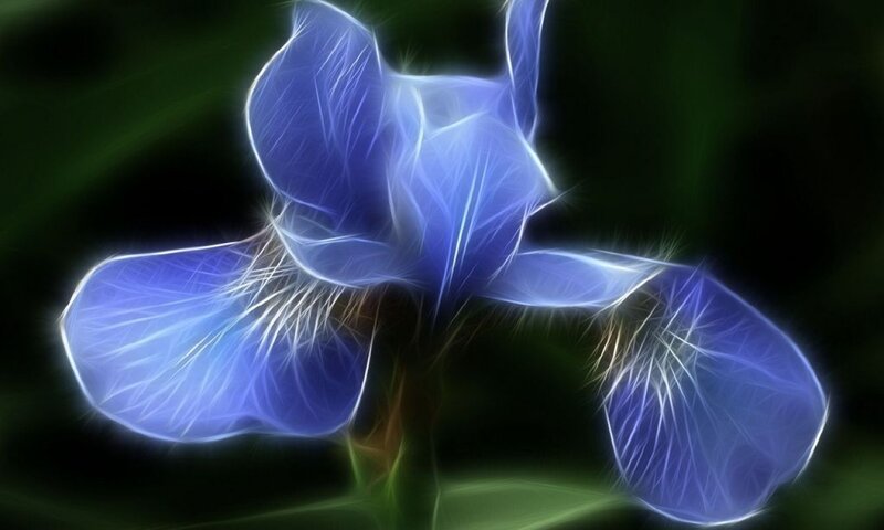 Blue Iris Flower — Ethereal
