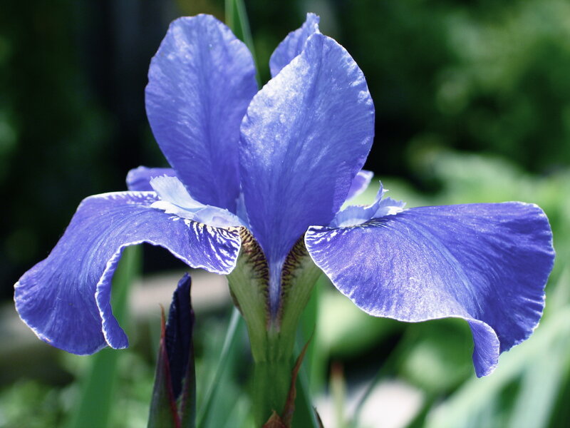 blue iris flower in bloom