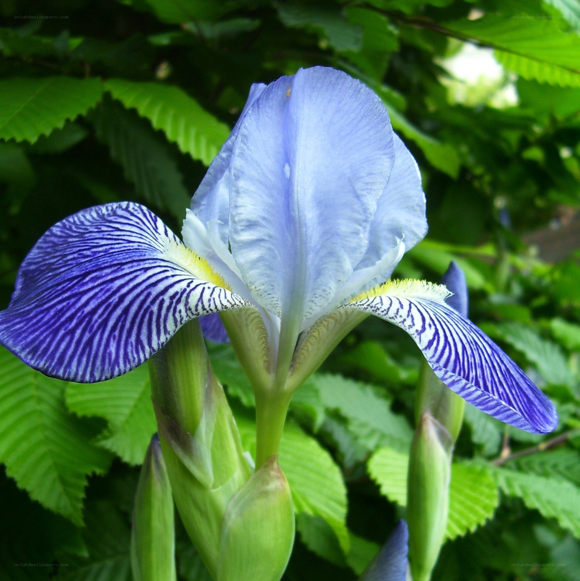 blue iris flower in bloom
