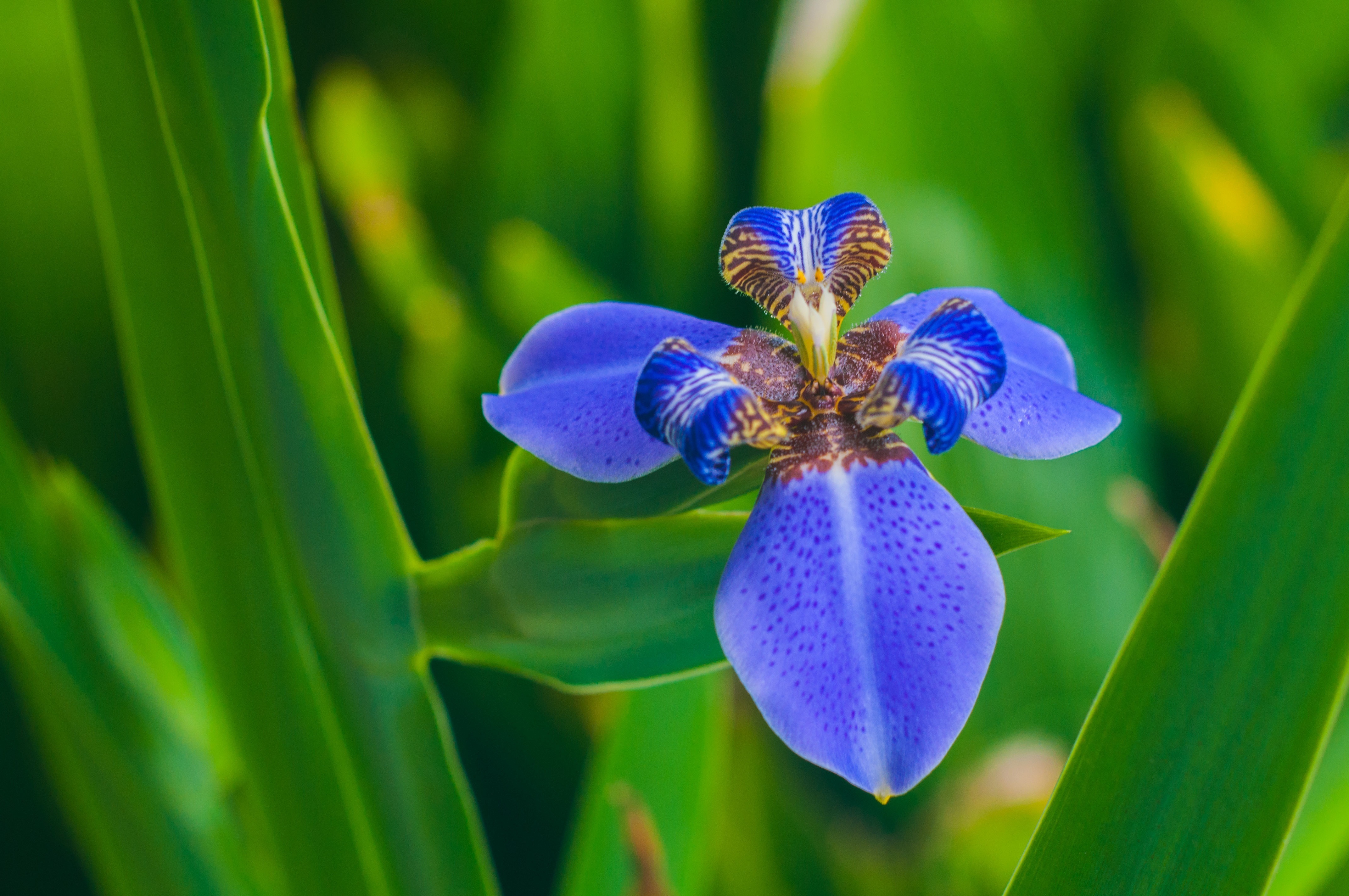 Blue iris flower in garden