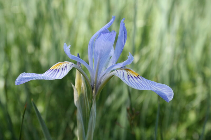 blue iris flower in grass