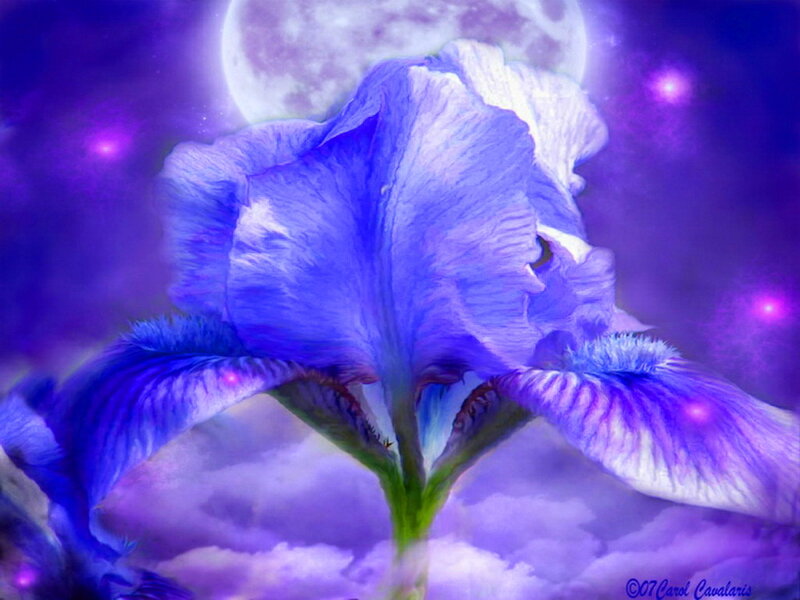 Blue Iris Flower — Purple, Dreamy