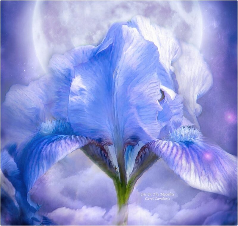 Blue Iris Flower — Purple, Serene, Night