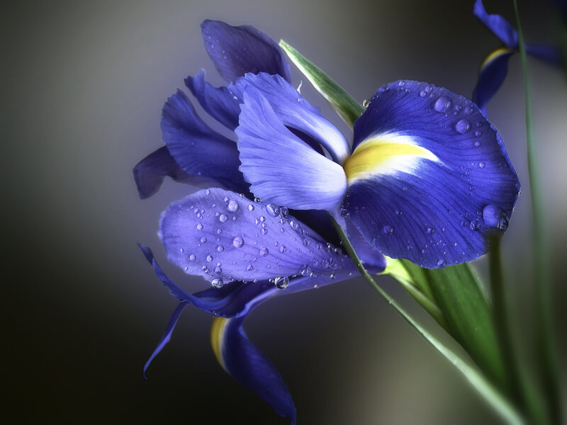 Blue Iris Flower — Purple, Serene
