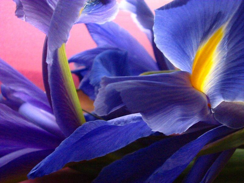 Blue Iris Flower — Purple