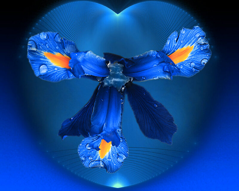 Blue Iris Flower — Serene, Digital Art