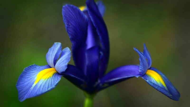 Blue Iris Flower — Serene, Photograph, Petals, Green Background