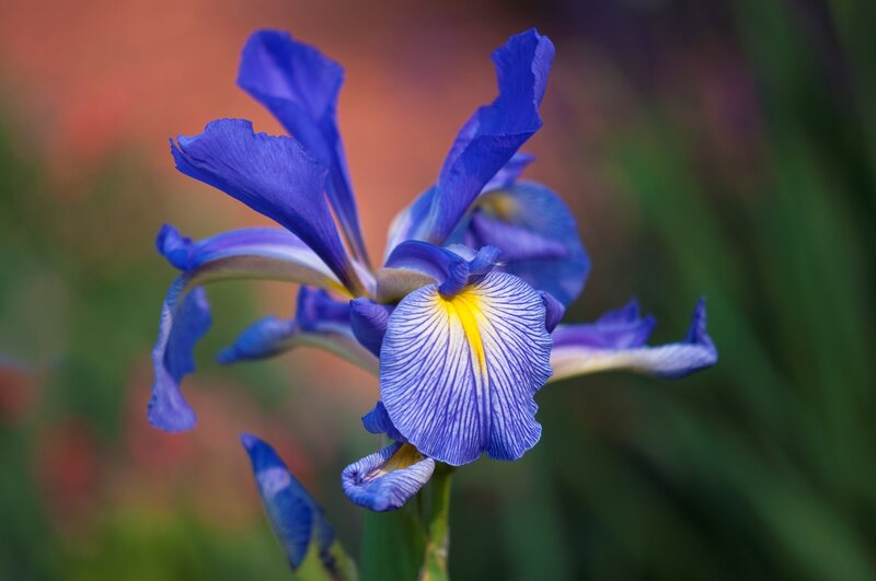 Blue Iris Flower — Serene, Photograph, Petals, Stamen