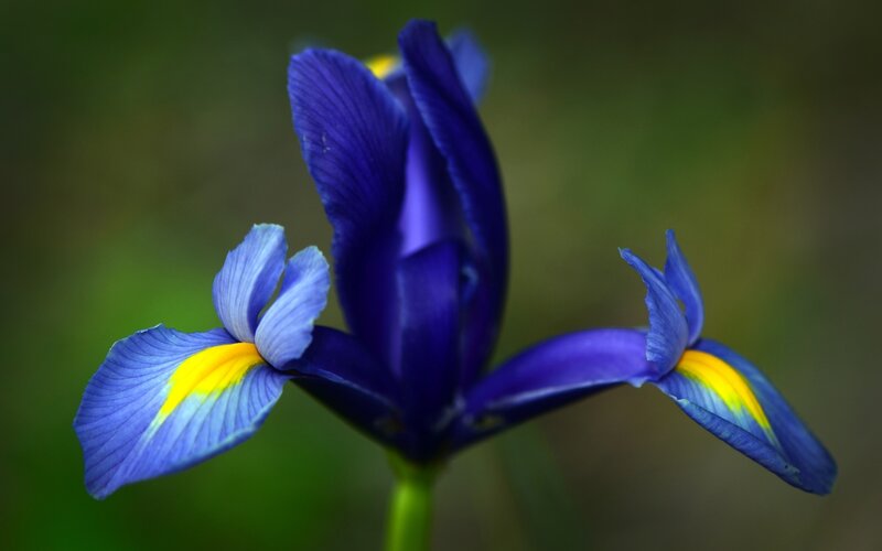 Blue Iris Flower — Serene, Photograph, Petals, Stem