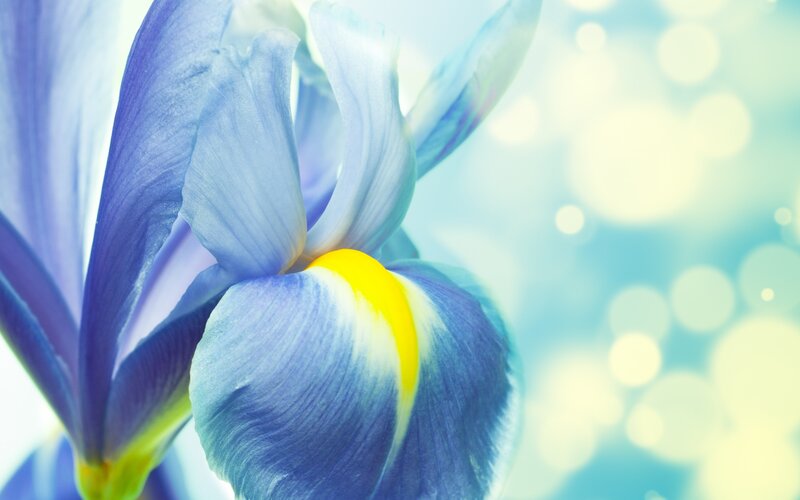 Blue Iris Flower — Serene, Photograph, Petals
