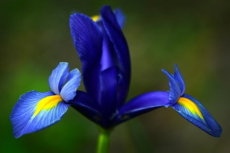 Blue Iris Flower — Serene, Photograph