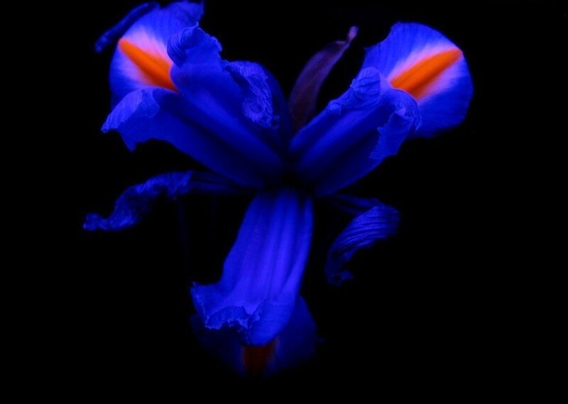 blue iris flower under black light