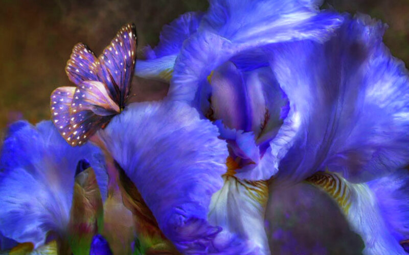 Blue Iris Flower with Butterfly