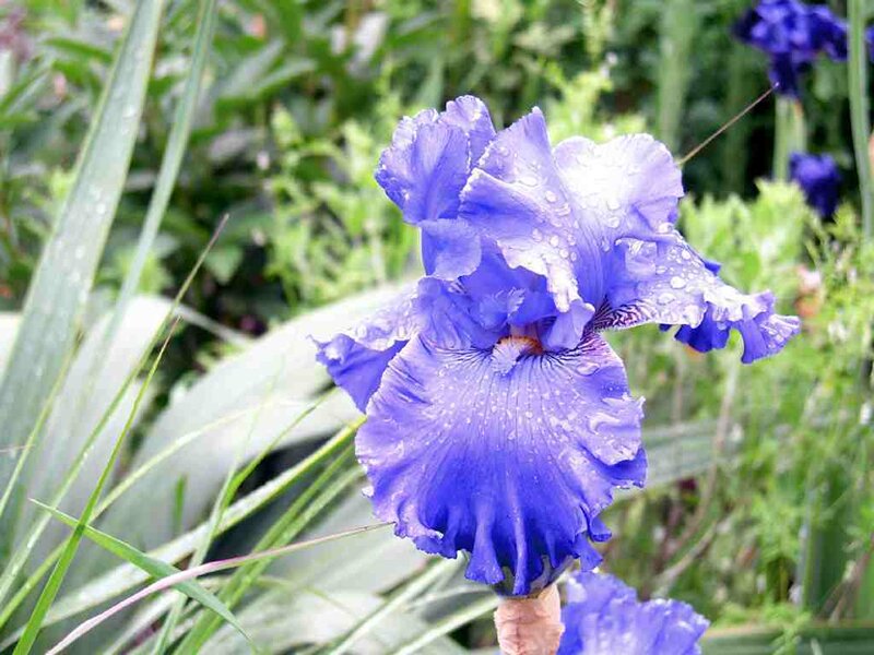 blue iris flower with water droplets