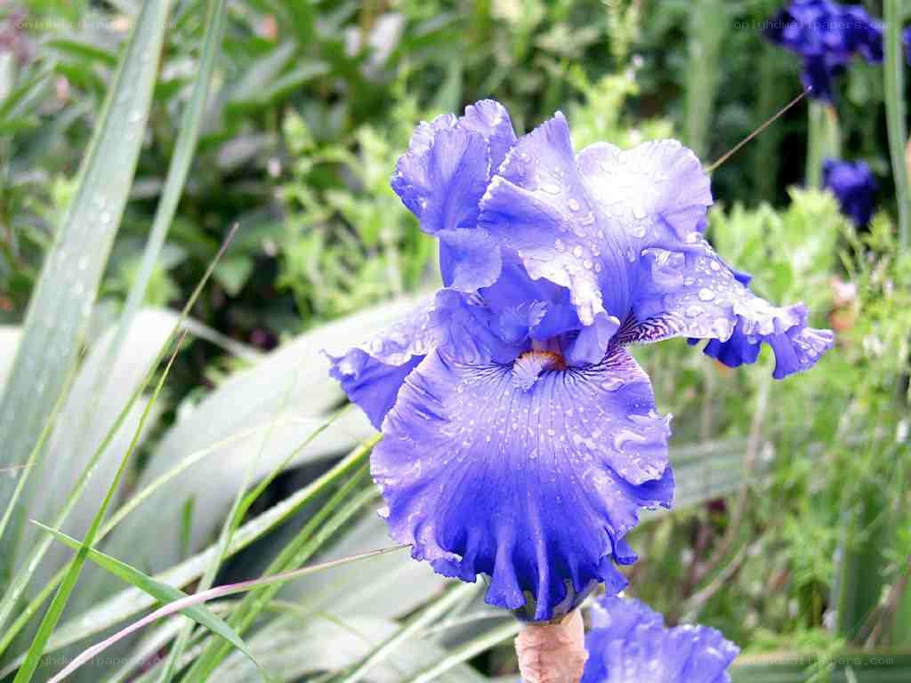 blue iris flower with water droplets