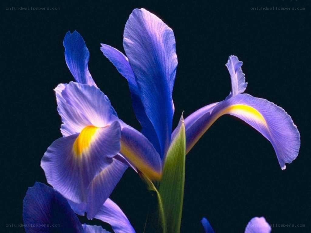 blue iris flower