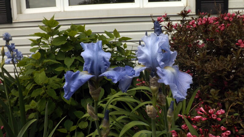 Blue Iris Flowers — Calm, Spring