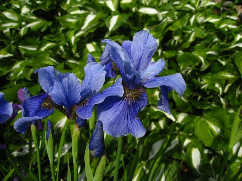 Blue Iris Flowers — Calm