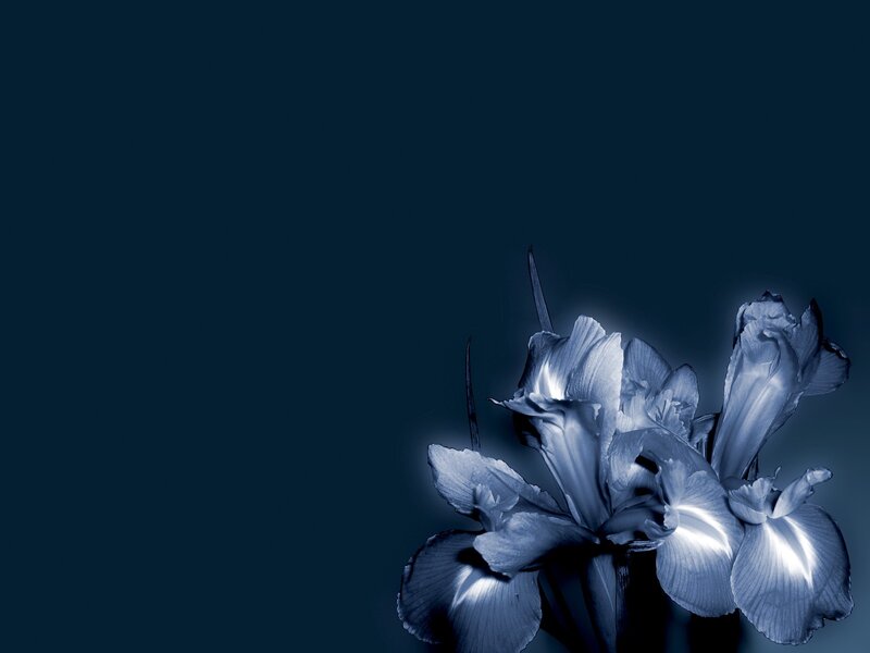 Blue Iris Flowers — Dramatic, Night, Photograph