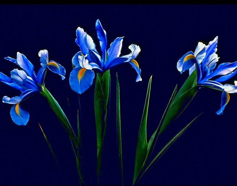 Blue Iris Flowers — Dramatic, Photograph