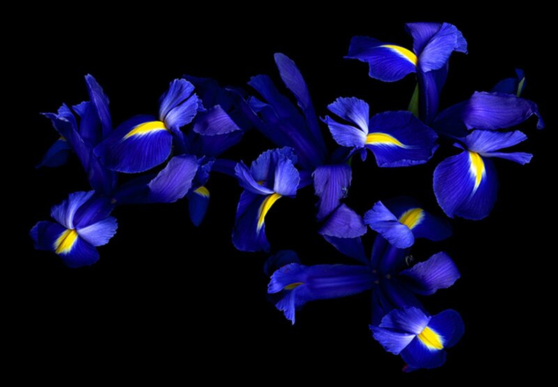 Blue Iris Flowers — Dramatic, Photograph, Yellow Centers