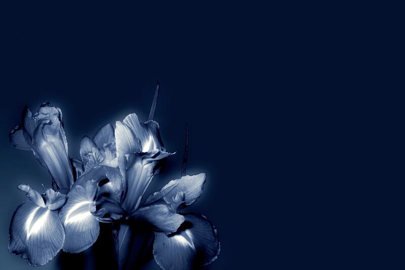 Blue Iris Flowers — Dramatic