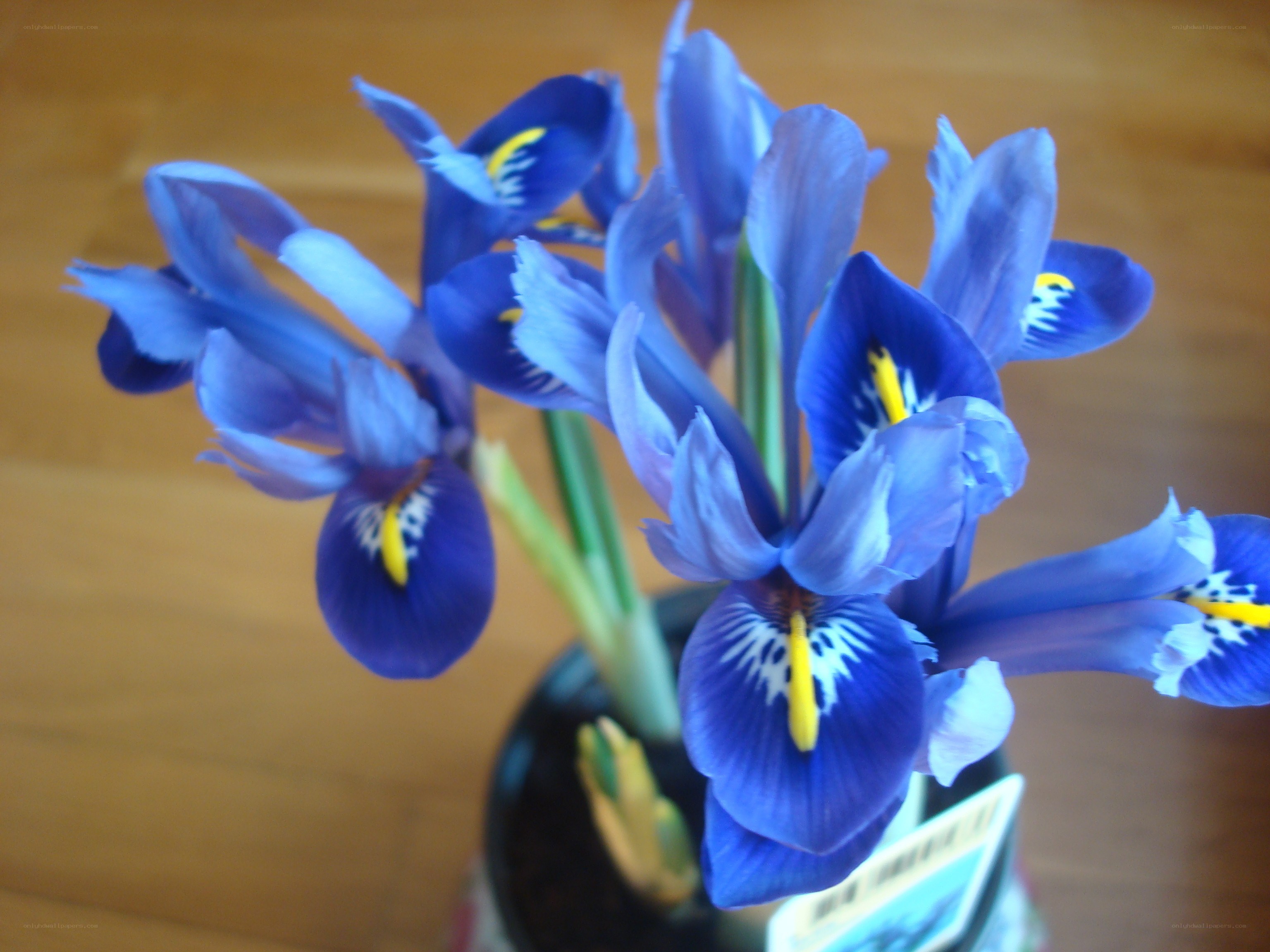 Blue iris flowers in a vase