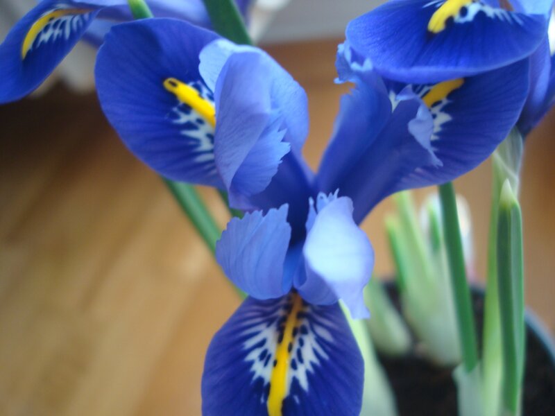 blue iris flowers in bloom
