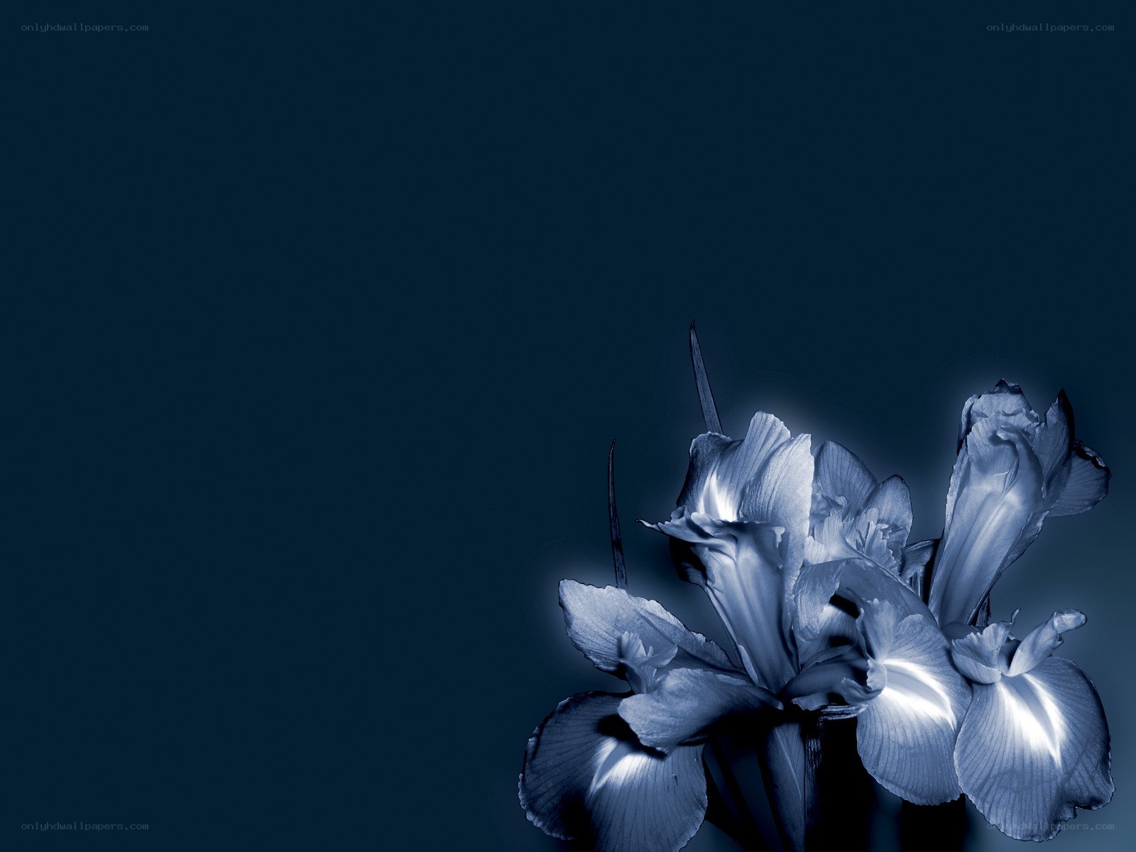 blue iris flowers on dark background