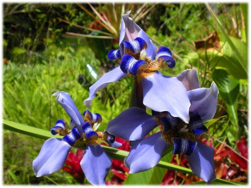Blue Iris Flowers — Purple