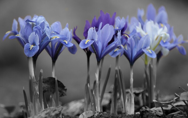 Blue Iris Flowers — Serene, Spring
