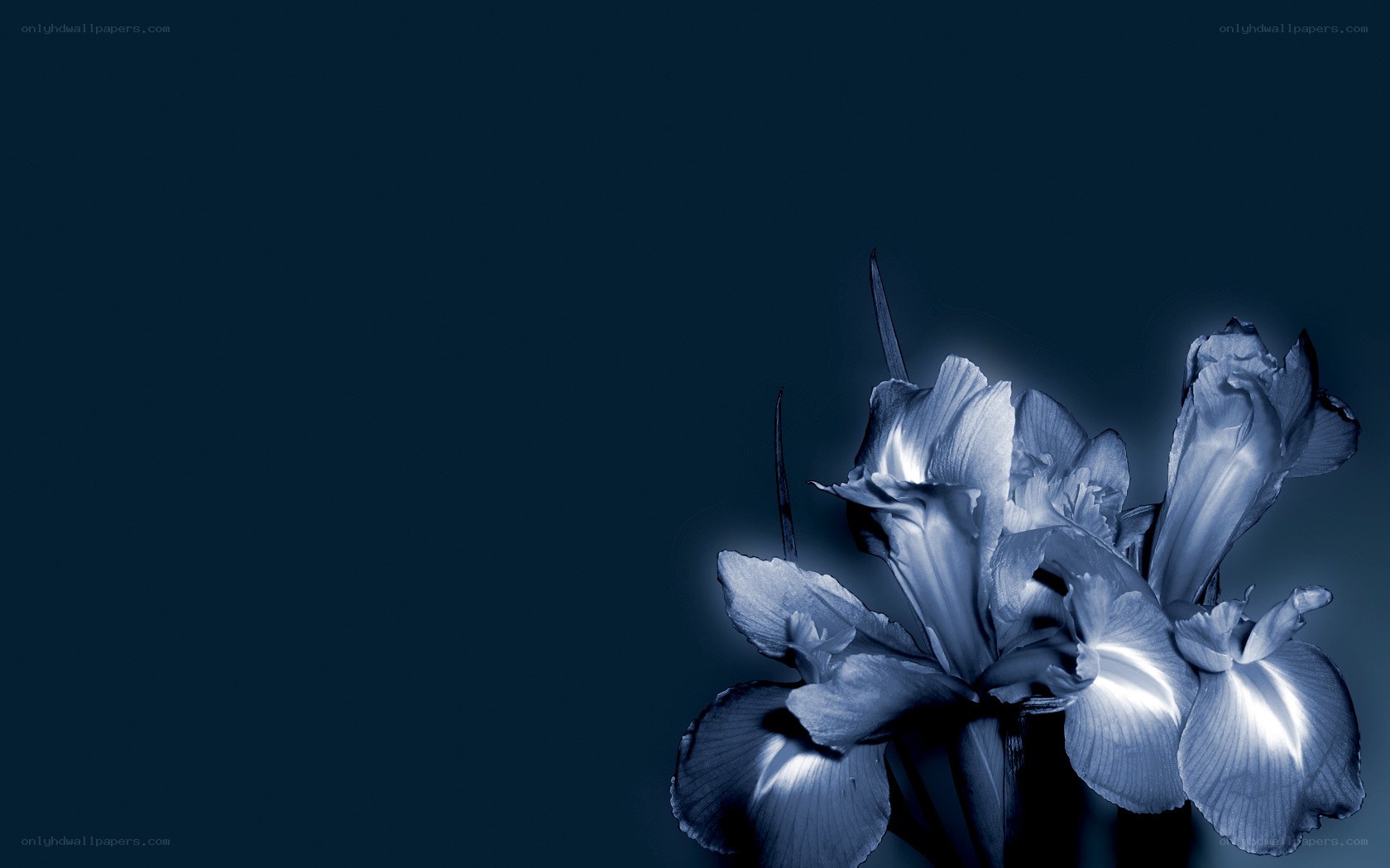 blue iris flowers