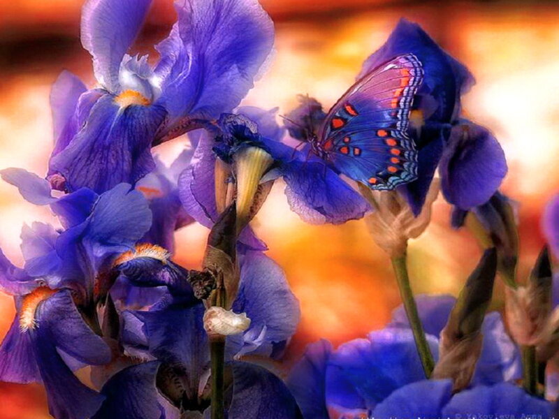 Blue Iris with Butterfly